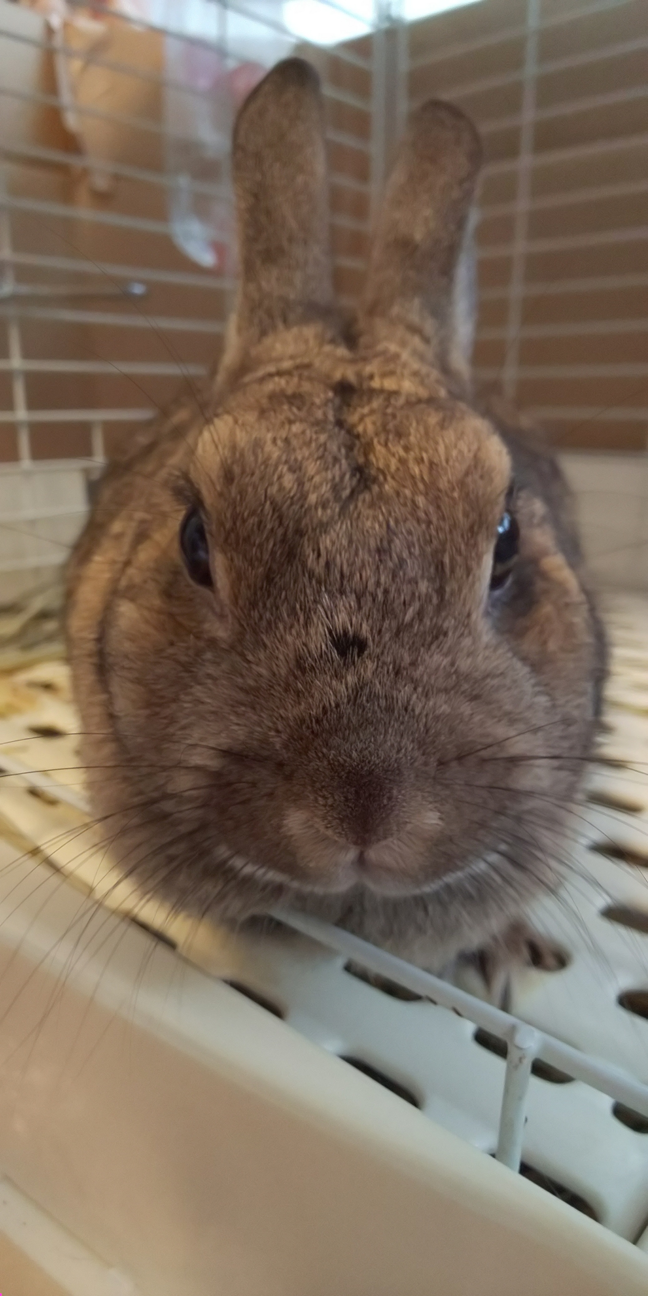 Englishでバトル